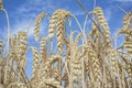 Wheat ears full of grains at cereal field over blue sky Royalty Free Stock Photo