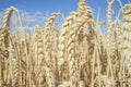 Wheat ears full of grains at cereal field over blue sky Royalty Free Stock Photo