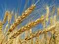 Wheat ears Royalty Free Stock Photo