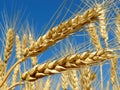 Wheat ears Royalty Free Stock Photo