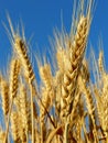 Wheat ears Royalty Free Stock Photo