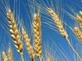 Wheat ears Royalty Free Stock Photo