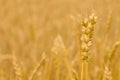 Wheat ears - Golden field