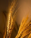 Wheat ears in golden light Royalty Free Stock Photo