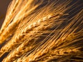 Wheat ears in golden light Royalty Free Stock Photo