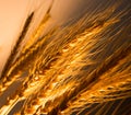 Wheat ears in golden light Royalty Free Stock Photo