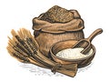 Wheat ears, grains and flour in sack. Organic farm food. Vector illustration Royalty Free Stock Photo
