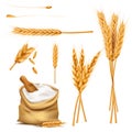 Wheat ears, grains and flour in sack vector set Royalty Free Stock Photo