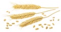 Wheat ears and grains isolated on white background Royalty Free Stock Photo