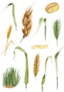 Wheat ears, grains, sprouts and leaves watercolor set Royalty Free Stock Photo