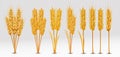 Wheat ears with grains on transparent background. Yellow whole stalks wheat, organic product, agriculture. Set realistic