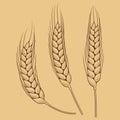 Wheat ears