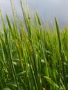 Wheat ears growing in the rain in a field in Peterborough, Cambridgeshire, UK