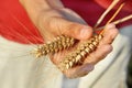 Wheat ears in hand