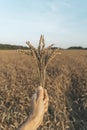 Wheat ears in hand against the background of a summer wheat field at sunset. Farming, agriculture and eco food concept. Royalty Free Stock Photo