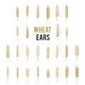 Wheat Ears Icons and Logo Set. Cereals icon set with rice, wheat, corn, oats, rye, barley.