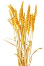 Wheat ears ilie. Isolated on white background Royalty Free Stock Photo