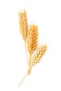 Wheat ears isolated