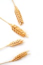 Wheat ears isolated Royalty Free Stock Photo