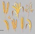 Wheat ears isolated on transparent background Vector realistic. Detailed dried whole grains set. Cereals harvest