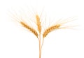 Wheat ears isolated on white Royalty Free Stock Photo