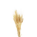 Wheat ears isolated on white background Royalty Free Stock Photo