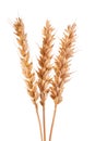 Wheat ears isolated on white background Royalty Free Stock Photo