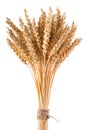 Wheat ears isolated on white background Royalty Free Stock Photo