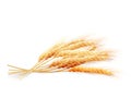 Wheat ears isolated on white background. EPS 10