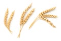 Wheat Ears Isolated On White Background Royalty Free Stock Photo