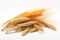 Wheat ears isolated on white background. Generated by artificial intelligence Royalty Free Stock Photo