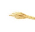 Wheat ears isolated on white background Royalty Free Stock Photo