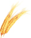 Wheat ears. Isolated on white background Royalty Free Stock Photo