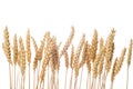 Wheat ears isolated on a white background Royalty Free Stock Photo