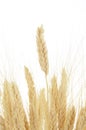 Wheat ears isolated on white background Royalty Free Stock Photo