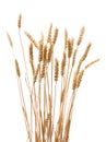 Wheat ears isolated on a white