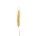 Wheat ears isolated on white background Royalty Free Stock Photo