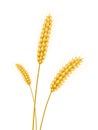 Wheat ears on a white background for landscape Royalty Free Stock Photo