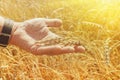 Wheat ears in man's hands. Harvest, harvesting concept, Young farmer in field touching his wheat ears. Crop protection. Cultivate Royalty Free Stock Photo