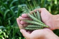 Wheat ears in man`s hands. Harvest, harvesting concept, Young farmer in field touching his wheat ears. Crop protection. Cultivated Royalty Free Stock Photo