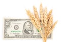 Wheat ears and money Royalty Free Stock Photo