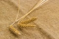 Wheat ears on natural burlap  close-up in selective focus Royalty Free Stock Photo