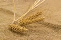 Wheat ears on natural burlap  close-up in selective focus Royalty Free Stock Photo