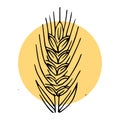 Wheat ears. Outline hand drawing. Isolated vector object on white background. Barley, rye, oats. Symbolic image. For farm products