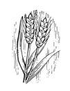 Wheat ears. Outline hand drawing. Isolated vector object on white background. Barley, rye, oats. Symbolic image. For farm products Royalty Free Stock Photo