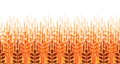 Wheat ears pattern. Vector agriculture background. Wheat field