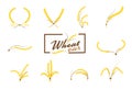 Wheat ears or rice icons set. Agricultural symbols isolated on w Royalty Free Stock Photo