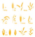 Wheat ears or rice icons set. Agricultural symbols isolated on white background. Royalty Free Stock Photo