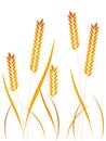 Wheat ears or rice icons set. Agricultural symbols isolated on white background. Royalty Free Stock Photo