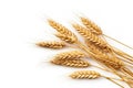 Wheat ears or ripe rice that harvest from fields isolated on white background, clean dried sheaf crop, with Generative Ai Royalty Free Stock Photo